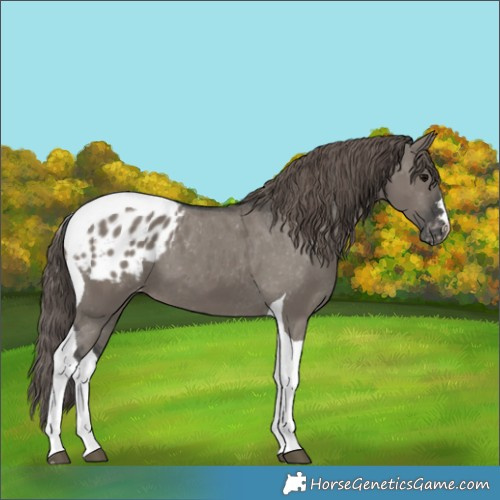 Horse Color:Grullo Tobiano Appaloosa 