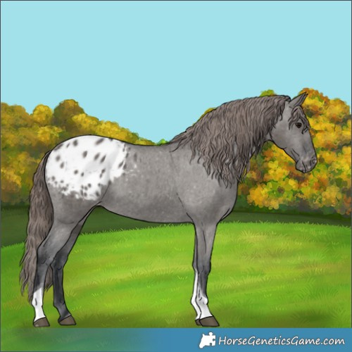 Horse Color:Grullo Tobiano Appaloosa 
