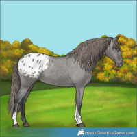 Horse Color:Grullo Tobiano Appaloosa