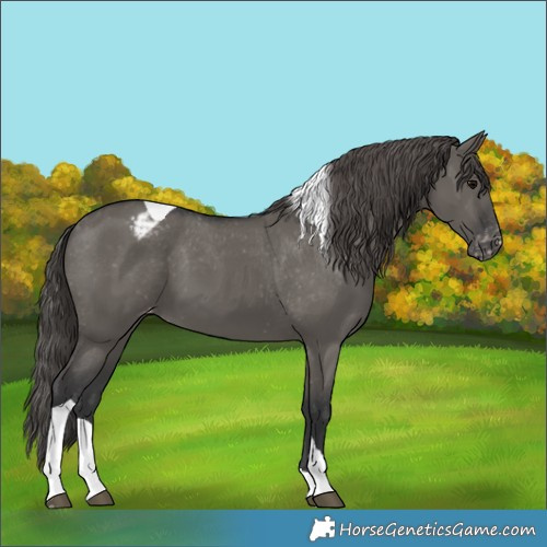 Horse Color:Grullo Tobiano Appaloosa