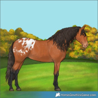 Horse Color:Bay Appaloosa