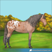 Horse Color:Bay Blanket