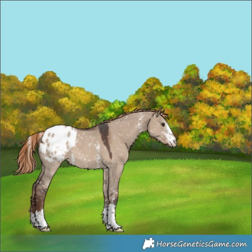 Horse Color:Liver Red Dun Sabino Appaloosa 
