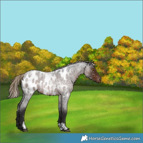 Horse Color:Liver Red Roan Sabino Appaloosa 