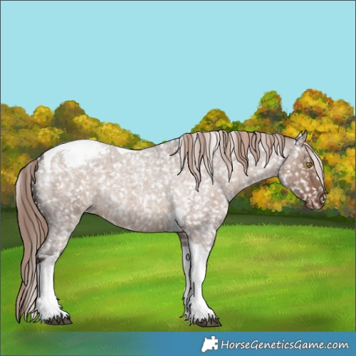 Horse Color:Liver Red Dun Roan Tobiano Appaloosa 