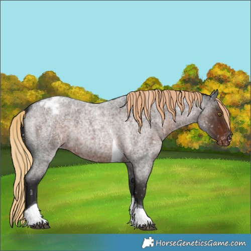 Horse Color:Liver Red Roan Tobiano Appaloosa