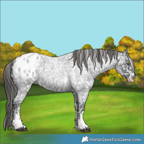 Horse Color:Liver Red Roan Sabino Appaloosa 