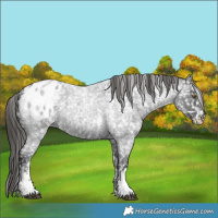 Horse Color:Liver Red Roan Sabino Appaloosa 