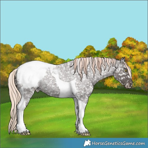 Horse Color:Liver Red Roan Tobiano Appaloosa Rabicano 