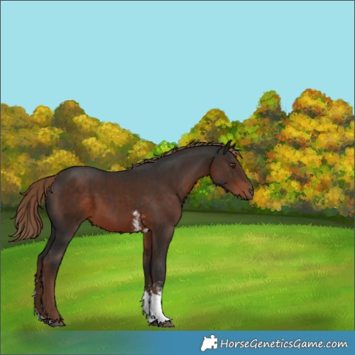 Horse Color:Liver Chestnut Sabino Tobiano Rabicano 