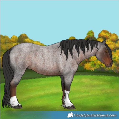 Horse Color:Liver Red Roan Tobiano Rabicano 