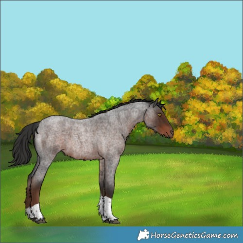 Horse Color:Liver Red Roan Tobiano Rabicano 
