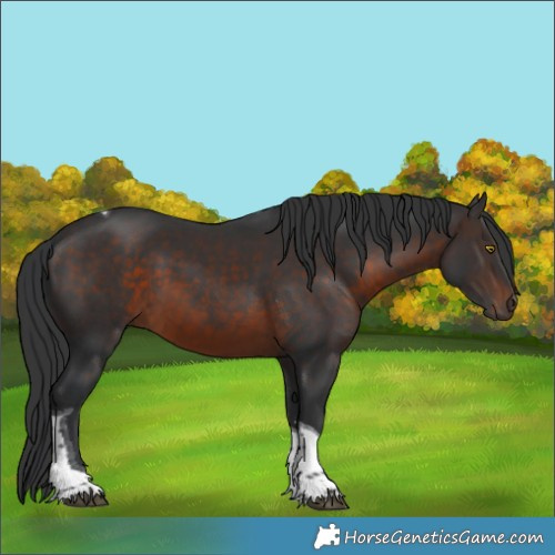 Horse Color:Brown Sabino Tobiano Rabicano 