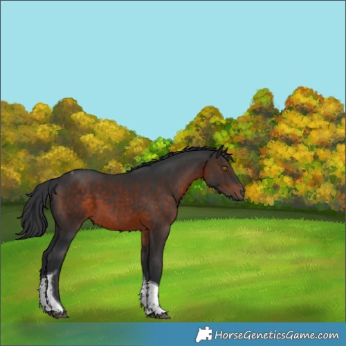 Horse Color:Brown Sabino Tobiano Rabicano