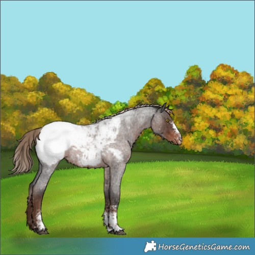 Horse Color:Liver Red Roan Sabino Appaloosa Rabicano 