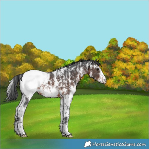 Horse Color:Brown Sabino Appaloosa Rabicano 