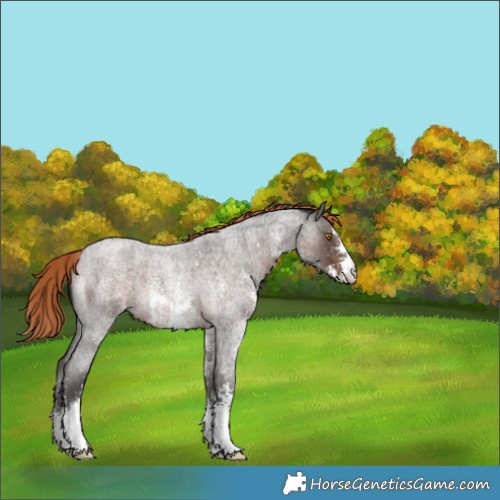 Horse Color:Liver Red Roan Sabino Rabicano 