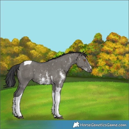 Horse Color:Grullo Sabino Tobiano Snowflake Varnish 