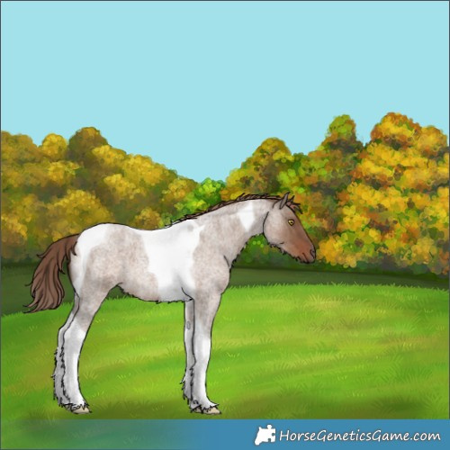 Horse Color:Liver Red Dun Roan Tobiano