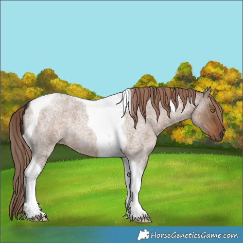 Horse Color:Liver Red Dun Roan Tobiano 