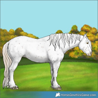 Horse Color:Liver Chestnut Sabino Appaloosa Rabicano 