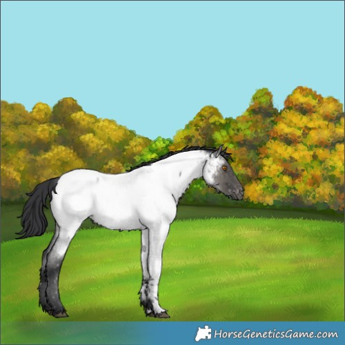Horse Color:Grullo Roan Sabino Appaloosa Brindle 