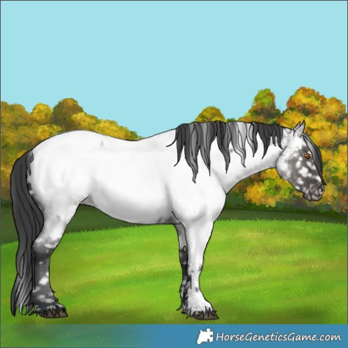 Horse Color:Grullo Roan Sabino Appaloosa Brindle 