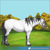 Horse Color:Grullo Roan Sabino Near Fewspot Brindle
