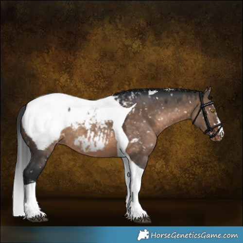 Horse Color:Brown Dun Tobiano Appaloosa Rabicano