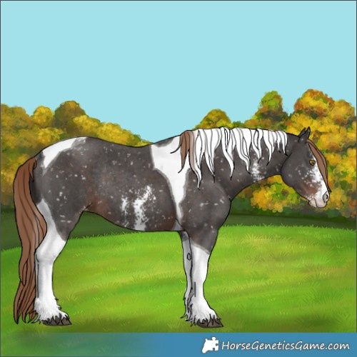 Horse Color:Liver Chestnut Sabino Tobiano Snowflake VarnishRabicano 