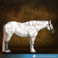 Horse Color:Liver Red Dun Roan Tobiano Appaloosa Rabicano 