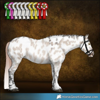 Horse Color:Liver Red Dun Roan Tobiano Near Leopard Rabicano 