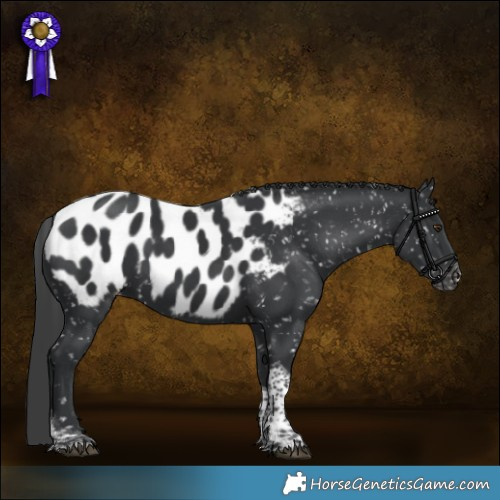 Horse Color:Black Sabino Tobiano Appaloosa Rabicano