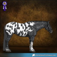 Horse Color:Black Sabino Tobiano Appaloosa Rabicano