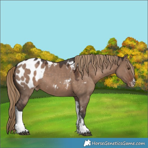 Horse Color:Liver Red Dun Sabino Tobiano Appaloosa 