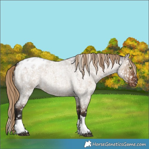Horse Color:Liver Red Dun Roan Tobiano Blanket Rabicano 