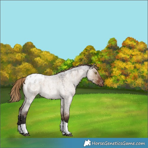 Horse Color:Liver Red Dun Roan Tobiano Appaloosa Rabicano