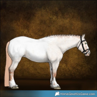 Horse Color:Gold Champagne Roan Dun Sabino Snowcap 
