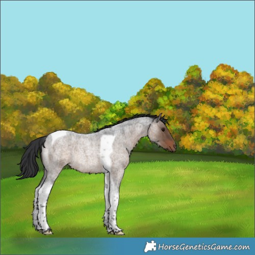 Horse Color:Brown Roan Dun Tobiano Rabicano