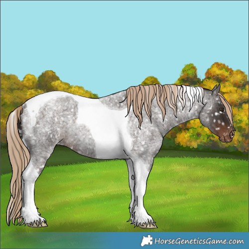 Horse Color:Liver Red Roan Tobiano Snowflake Varnish Rabicano 