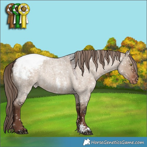 Horse Color:Liver Red Dun Roan Sabino Appaloosa Rabicano 