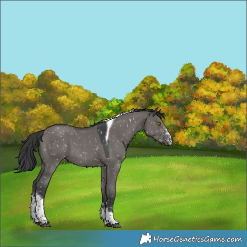 Horse Color:Grullo Sabino Tobiano Snowflake Varnish 
