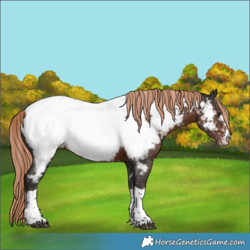 Horse Color:Liver Chestnut Sabino Tobiano Appaloosa Rabicano 