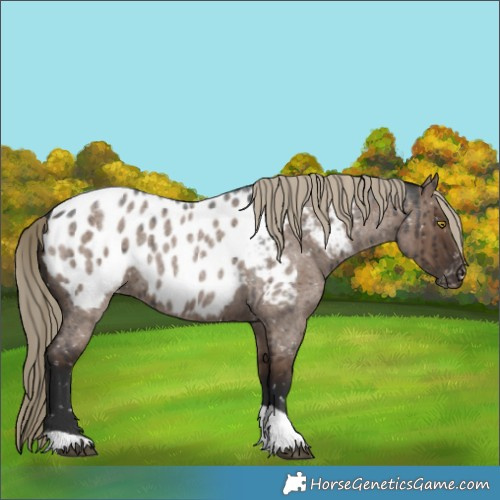 Horse Color:Liver Red Dun Roan Tobiano Appaloosa Rabicano Brindle 