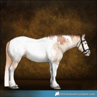 Horse Color:Gold Champagne Dun Sabino Splash Tobiano Snowcap Brindle 