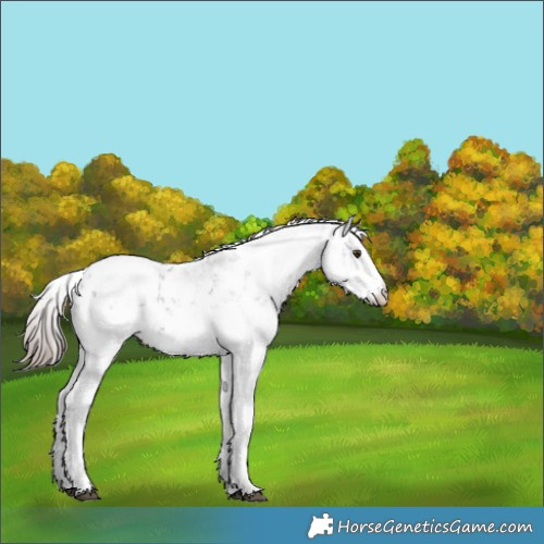 Horse Color:Liver Chestnut Sabino Appaloosa Rabicano 