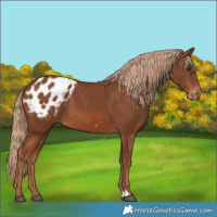 Horse Color:Chestnut Appaloosa