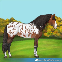 Horse Color:Bay Appaloosa