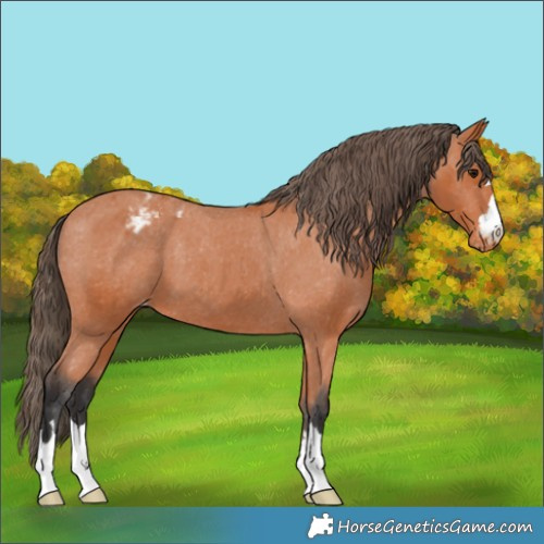Horse Color:Bay Appaloosa 