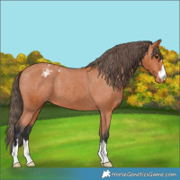 Horse Color:Bay Appaloosa 
